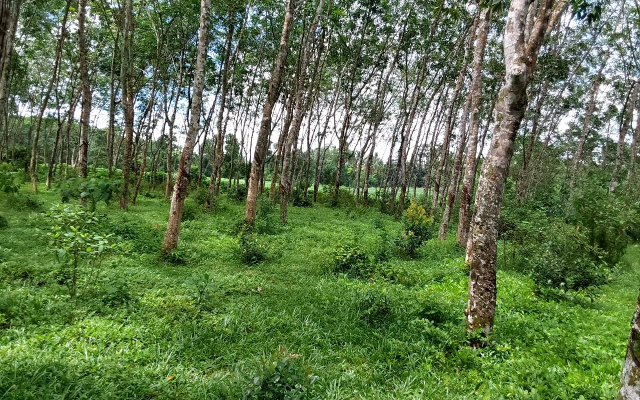 Prime 5-Acre Rubber Plantation & Valuable Land for Sale – Batagoda, Millaniya, Horana